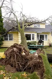 A large tree in a house.