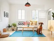 dog sitting in a living room