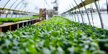 An image of greenery at shalom farms.