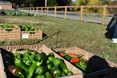 Shalom farms produce