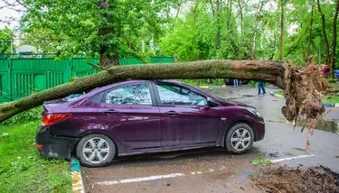 Tree fallen on car