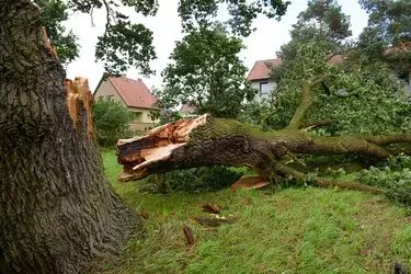 A large broken tree laying in a back yard.